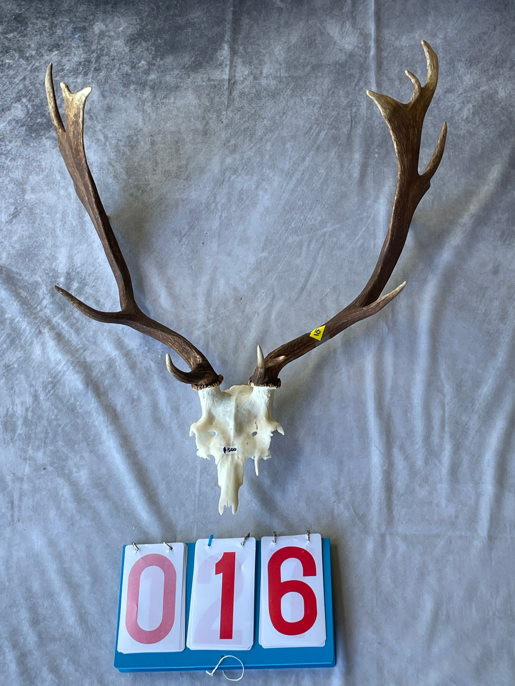 Antler Skull Caps