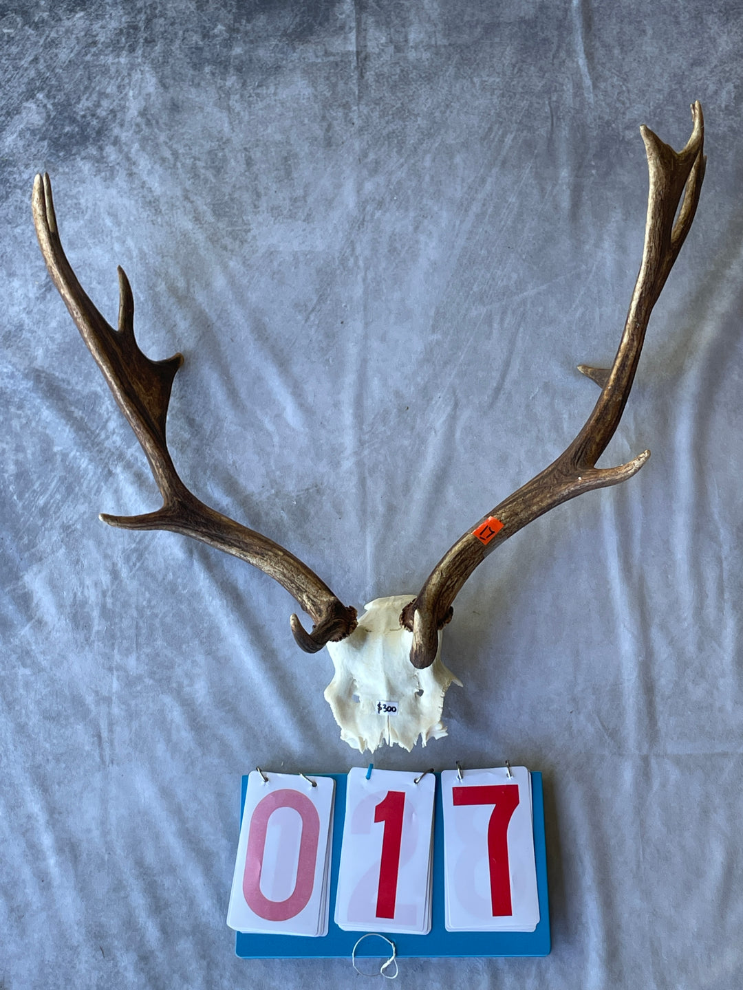 Antler Skull Caps