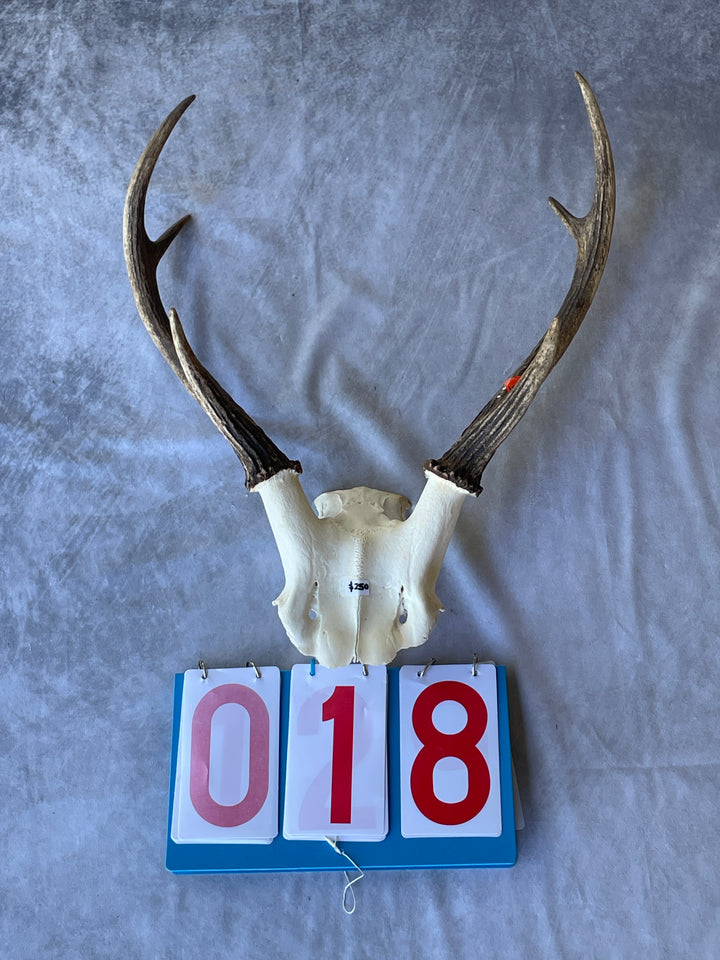 Antler Skull Caps
