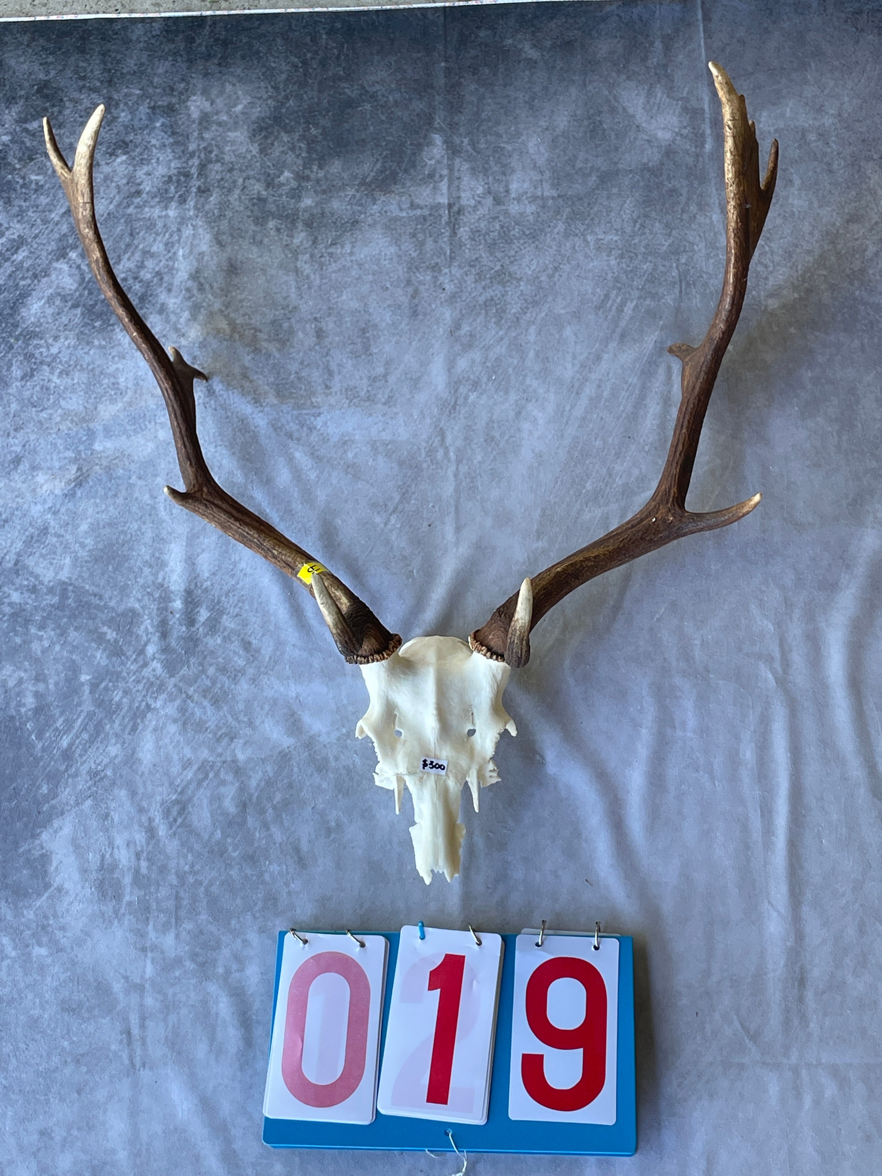 Antler Skull Caps