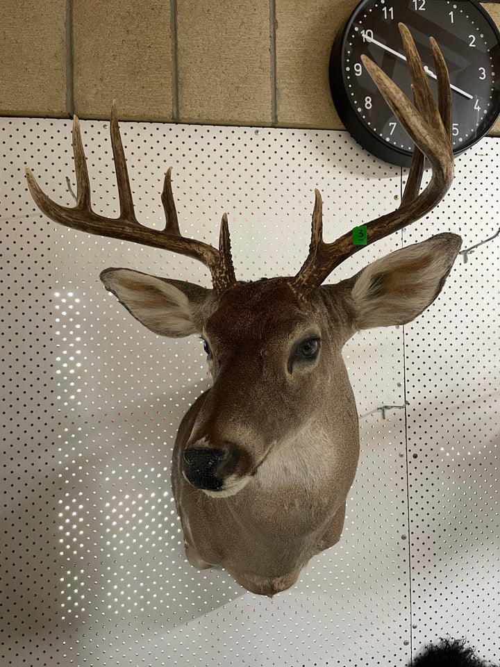 Head Mounts
