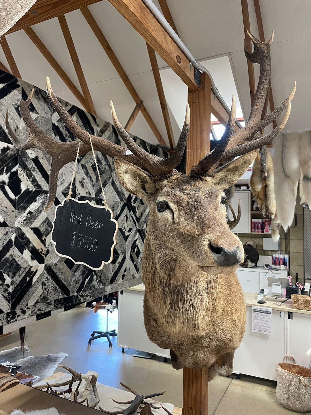 Head Mounts
