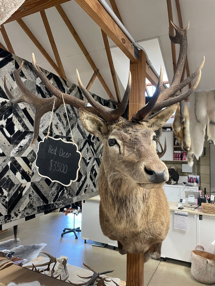 Head Mounts