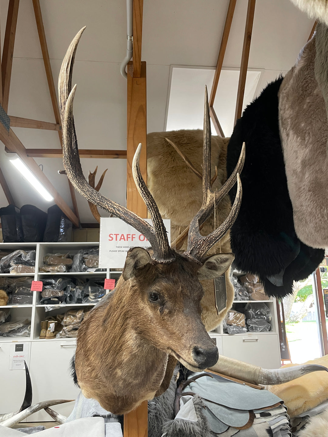 Head Mounts
