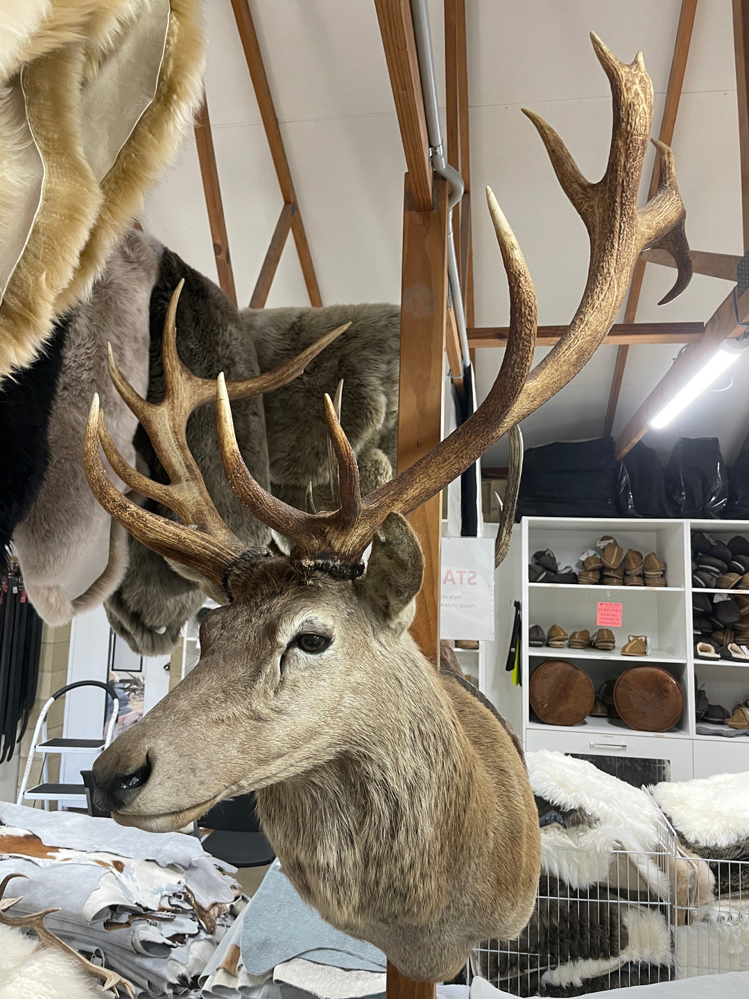 Head Mounts