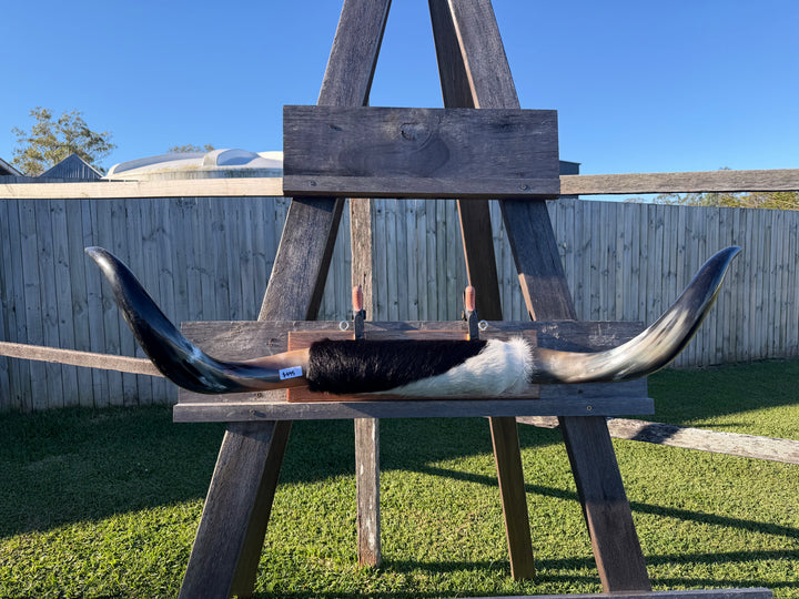 Mounted Cow Horns 25 (delivery extra on request)