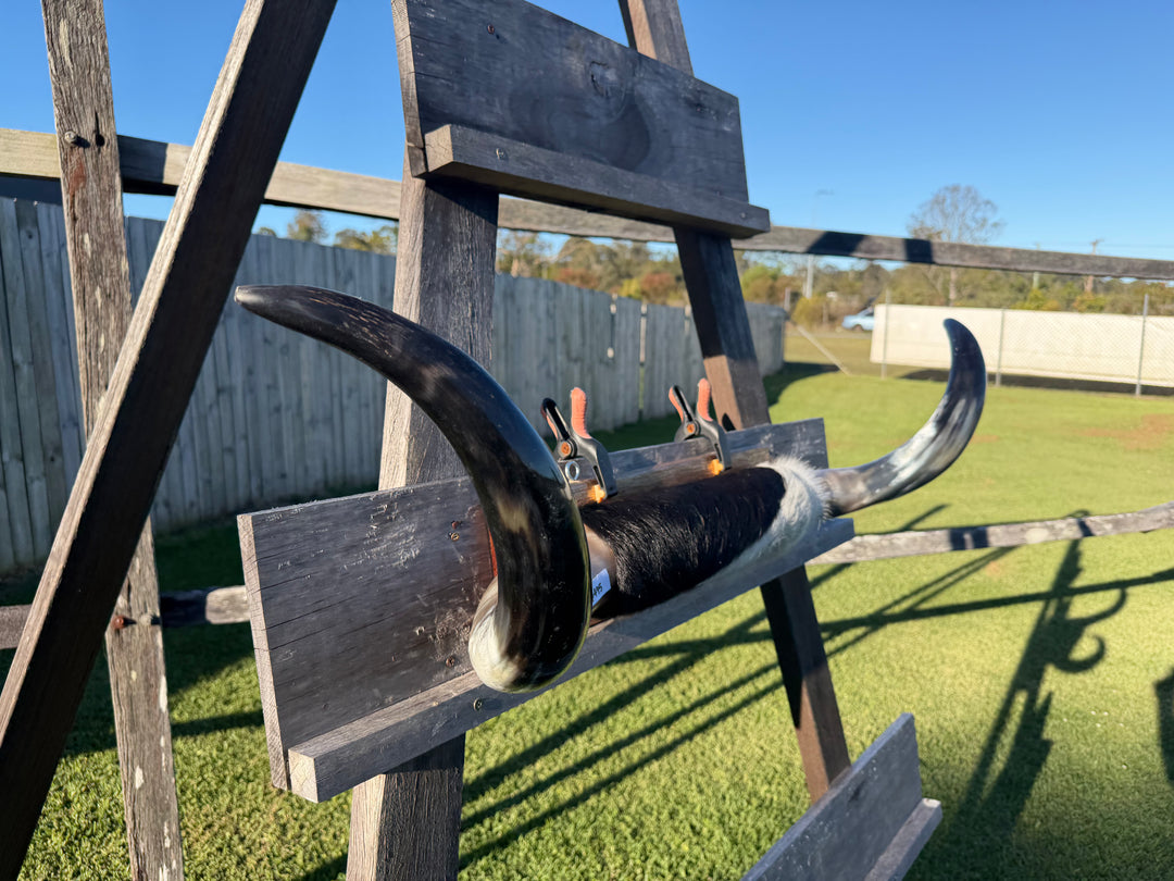 Mounted Cow Horns 25 (delivery extra on request)