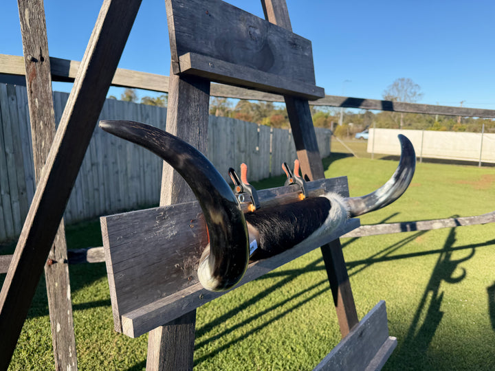 Mounted Cow Horns 25 (delivery extra on request)