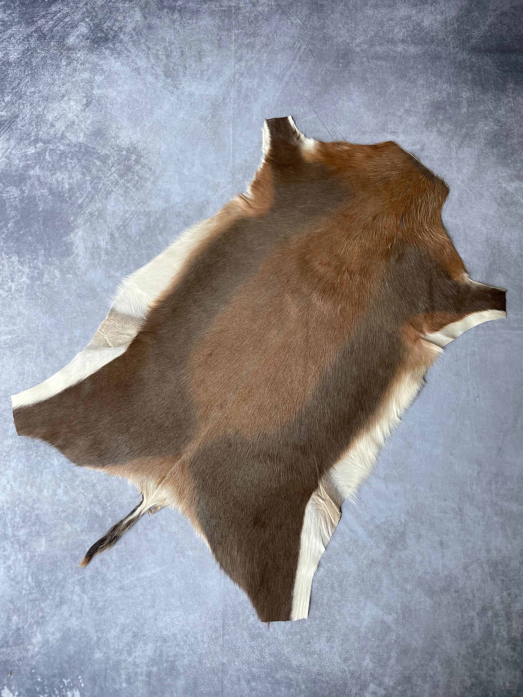 Specialty Skin - Blesbok