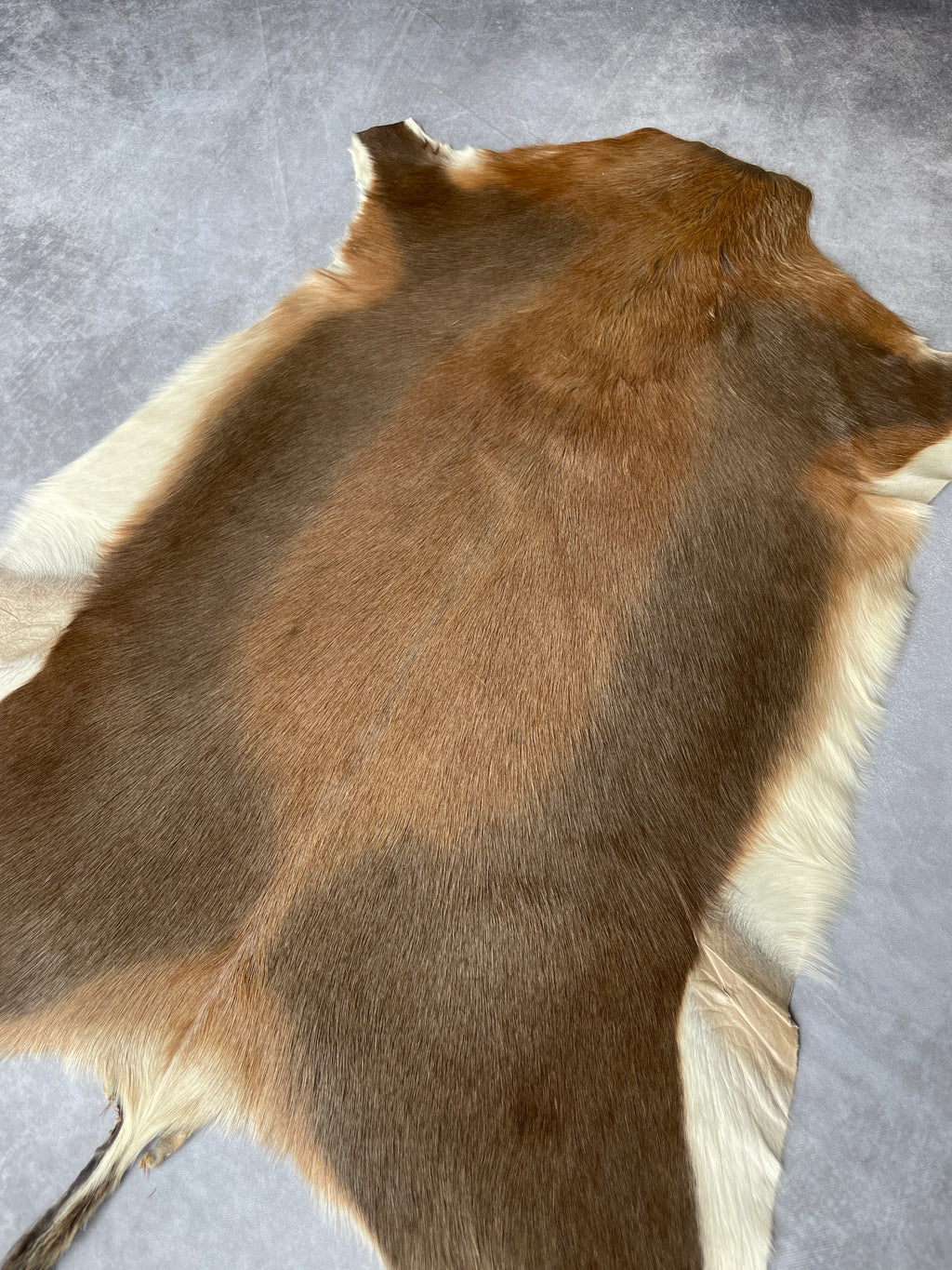 Specialty Skin - Blesbok