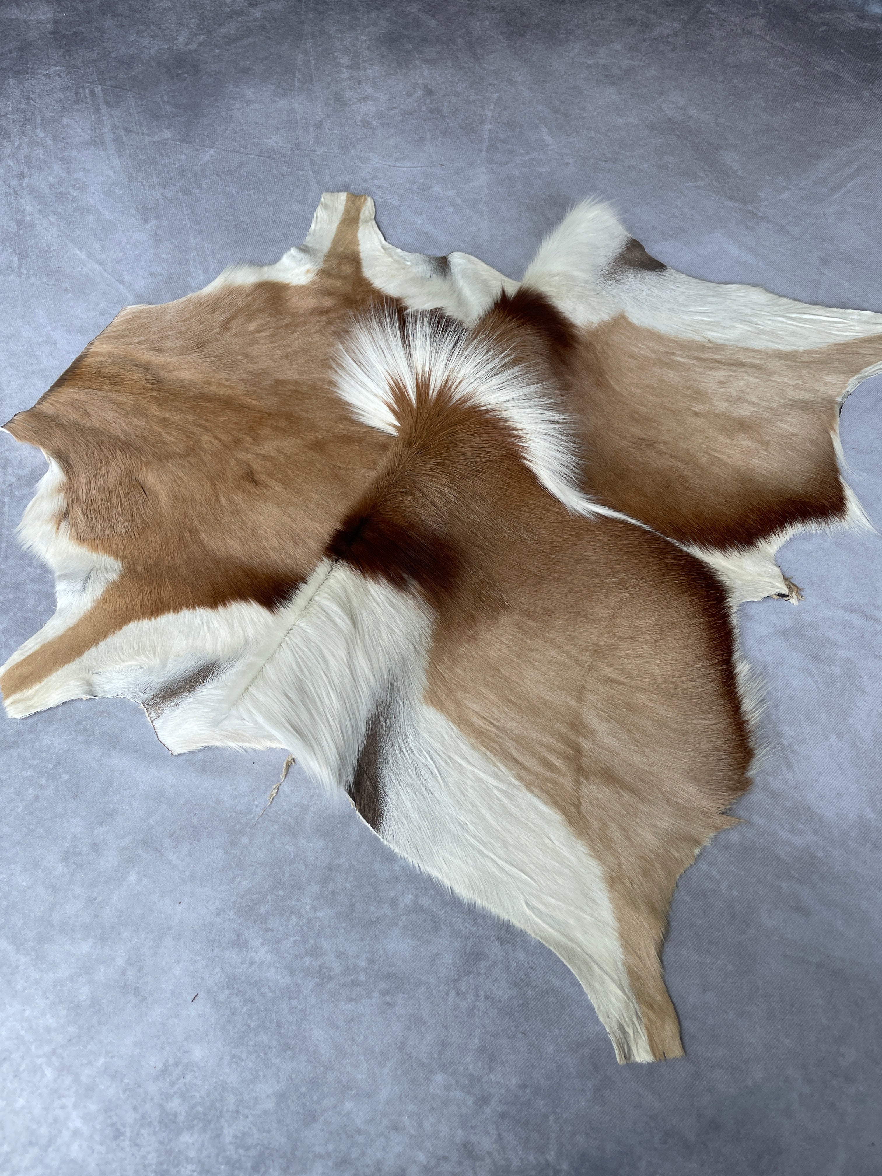 Specialty Skin - Springbok