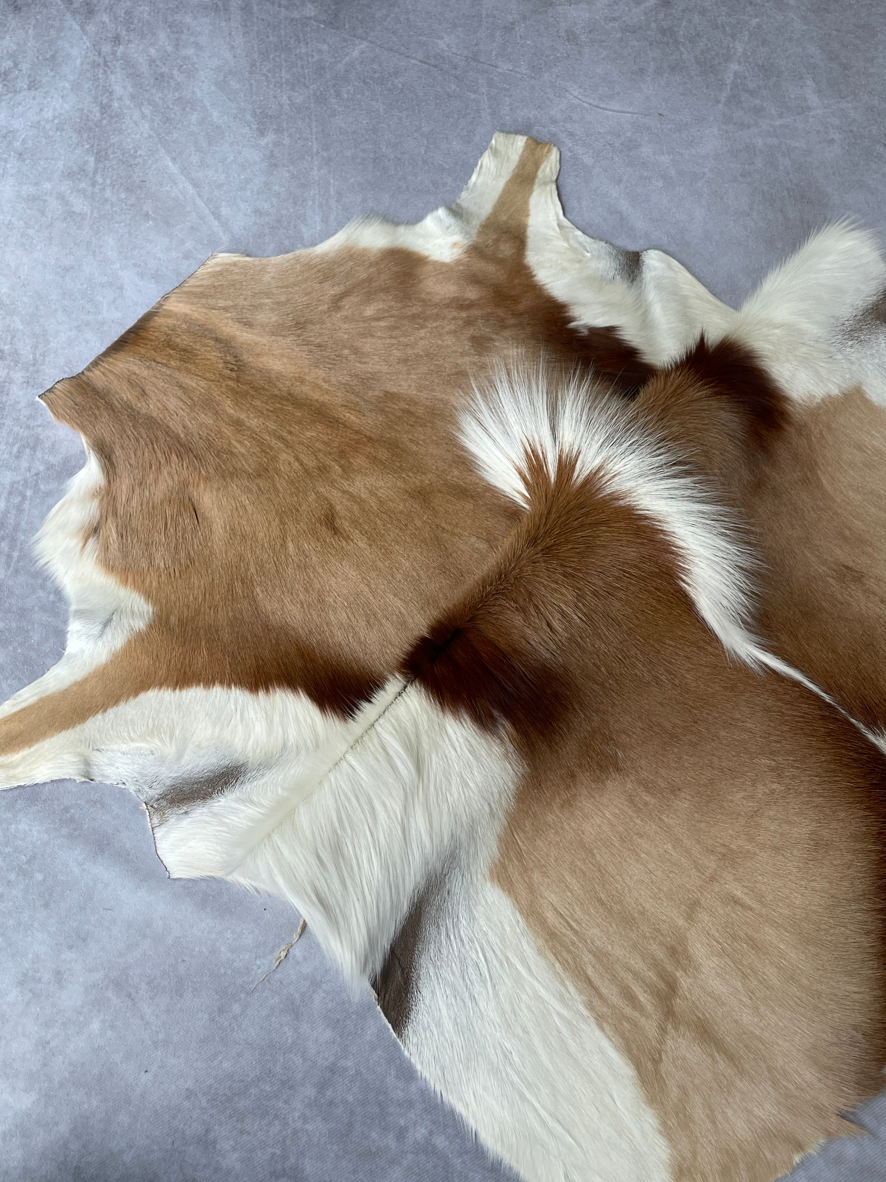 Specialty Skin - Springbok