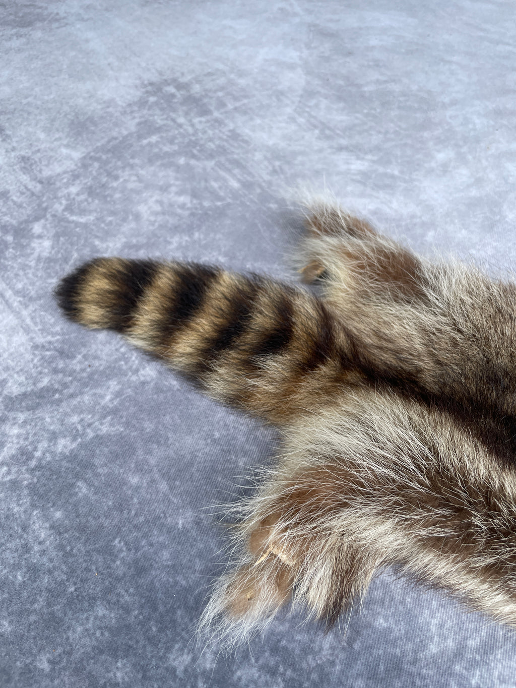 Specialty Skin - Raccoon