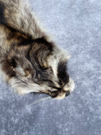 Specialty Skin - Raccoon