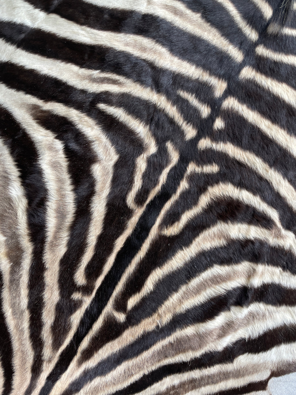 Specialty Skin - South African Zebra Skin (Real)