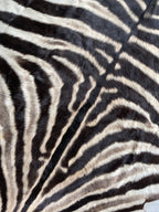 Specialty Skin - South African Zebra Skin (Real)