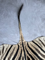 Specialty Skin - South African Zebra Skin (Real)