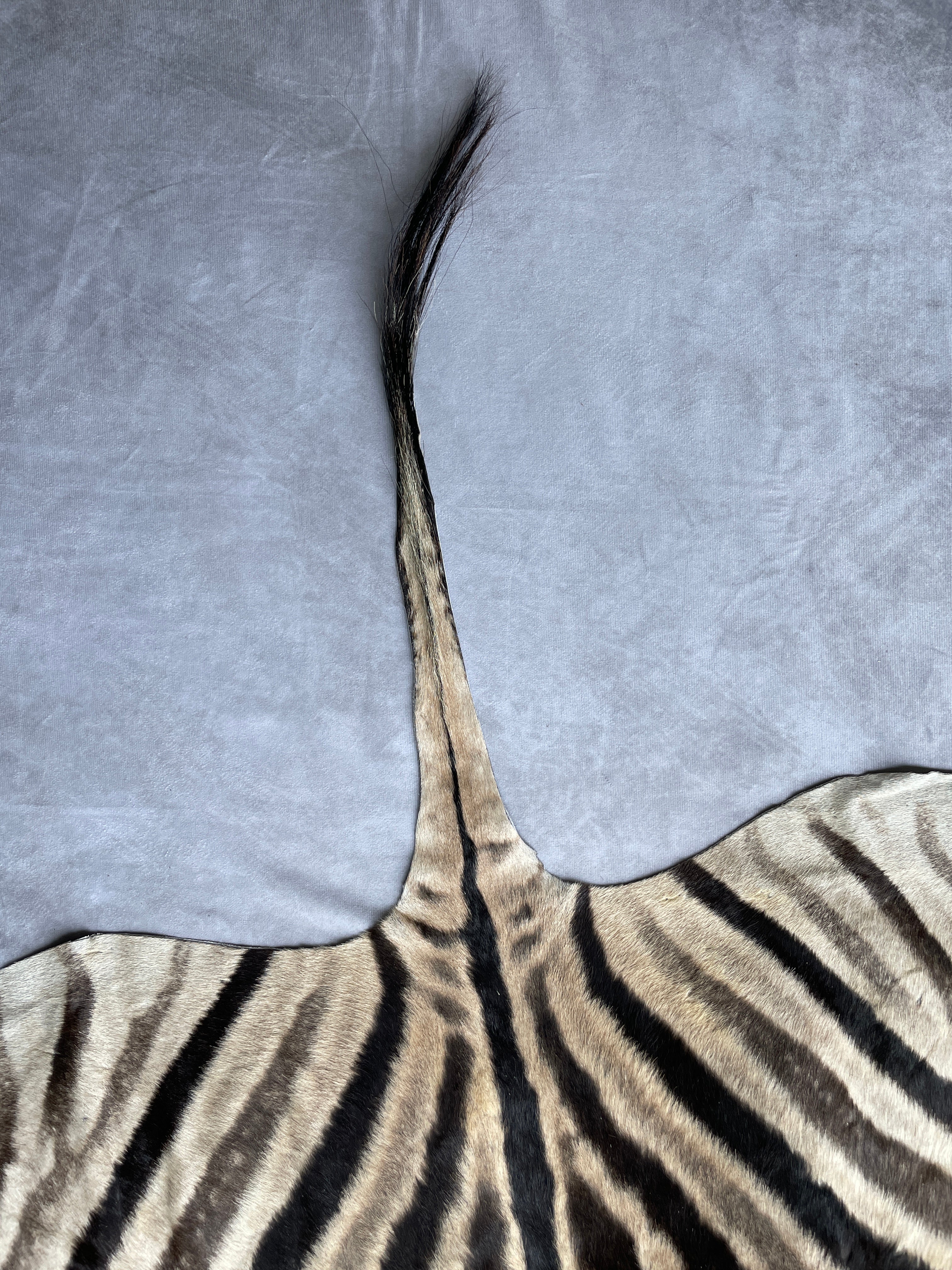 Specialty Skin - South African Zebra Skin (Real)
