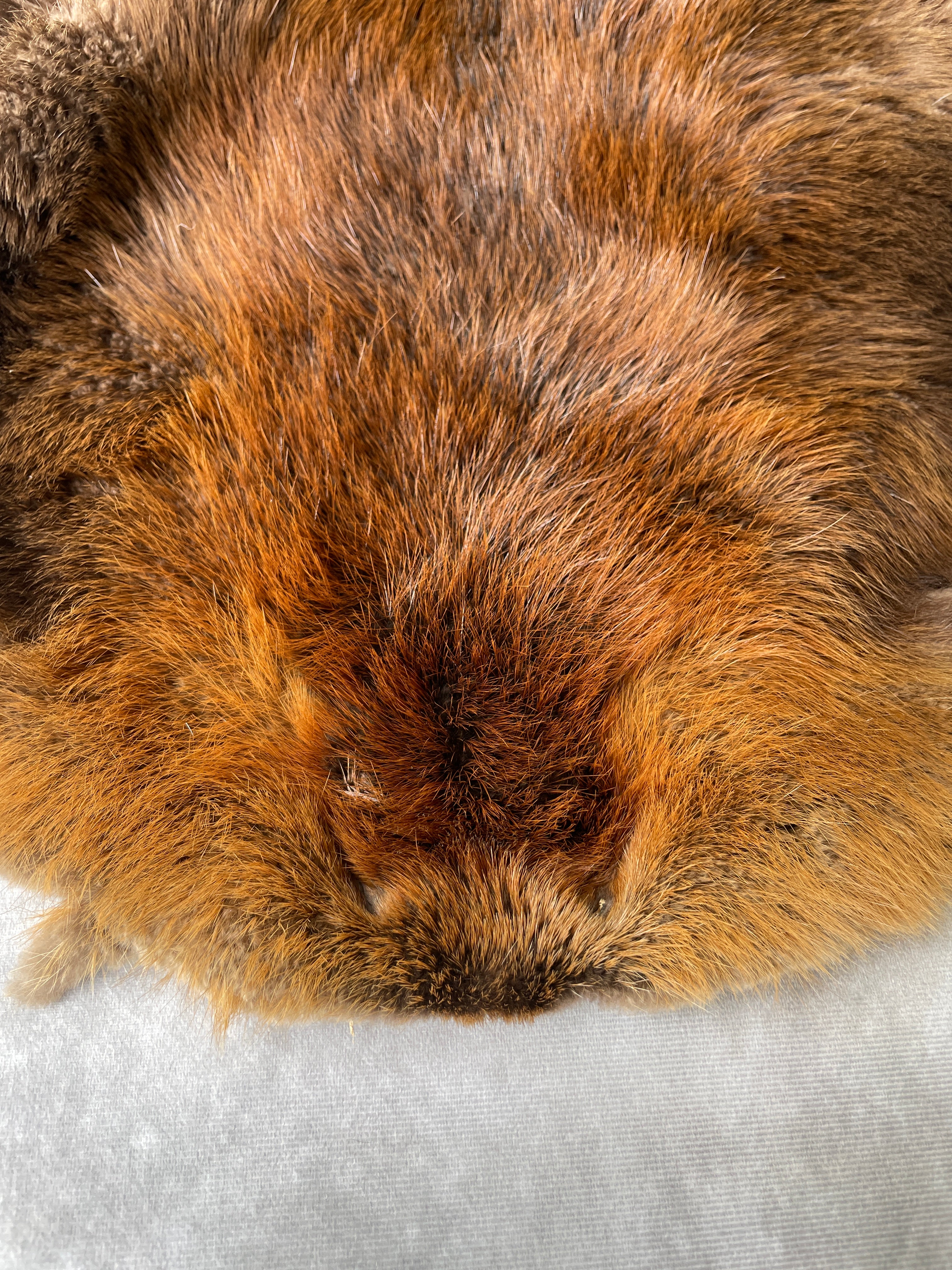 Specialty Skin - Beaver (American)