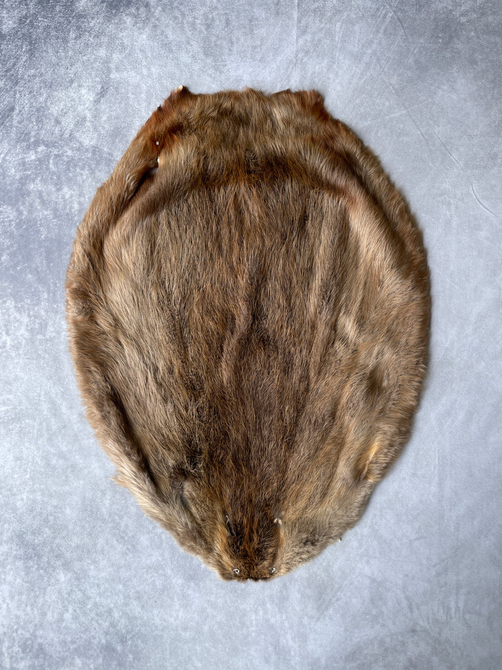 Specialty Skin - Beaver (Chinese)