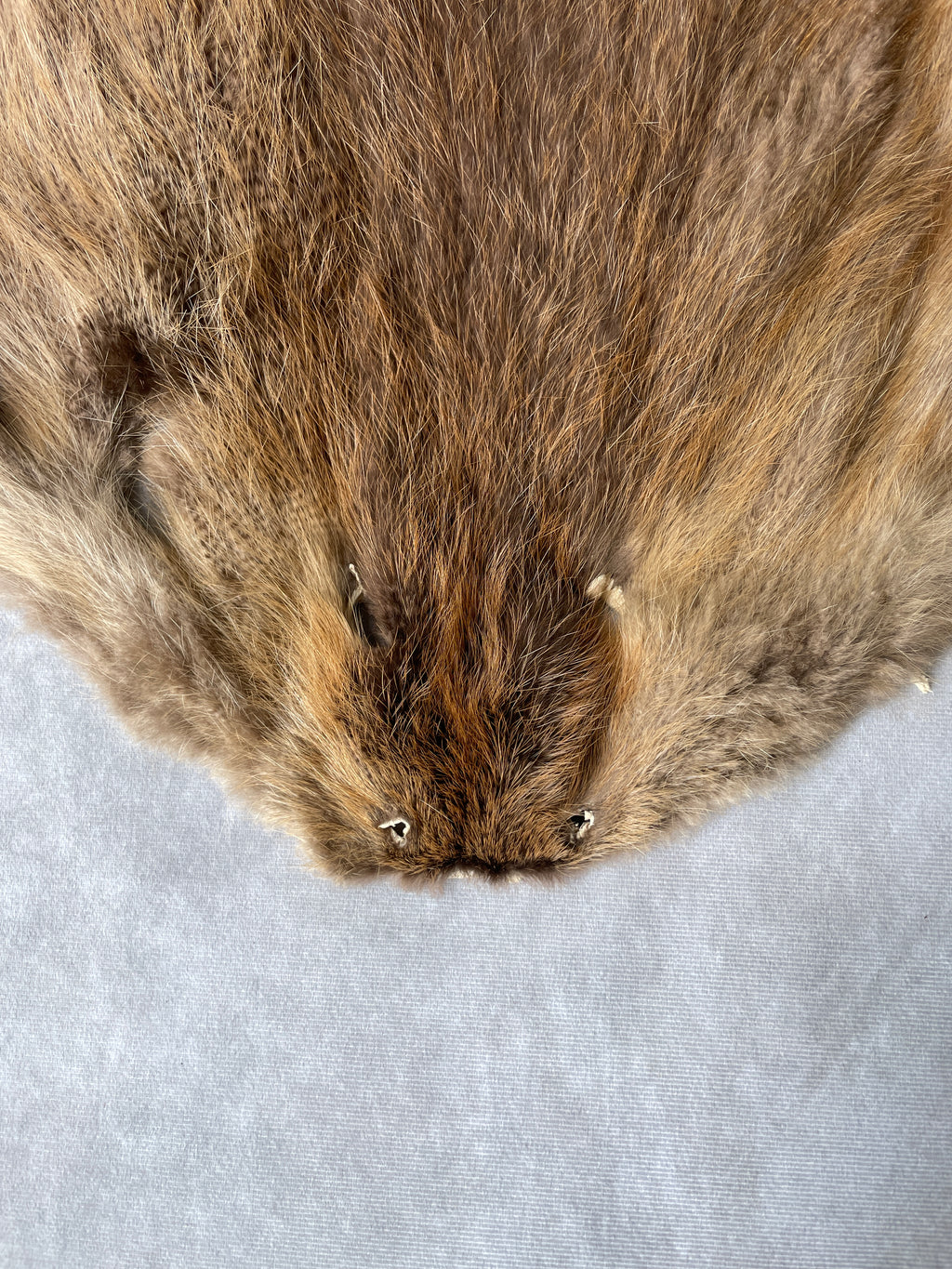 Specialty Skin - Beaver (Chinese)