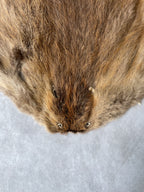 Specialty Skin - Beaver (Chinese)