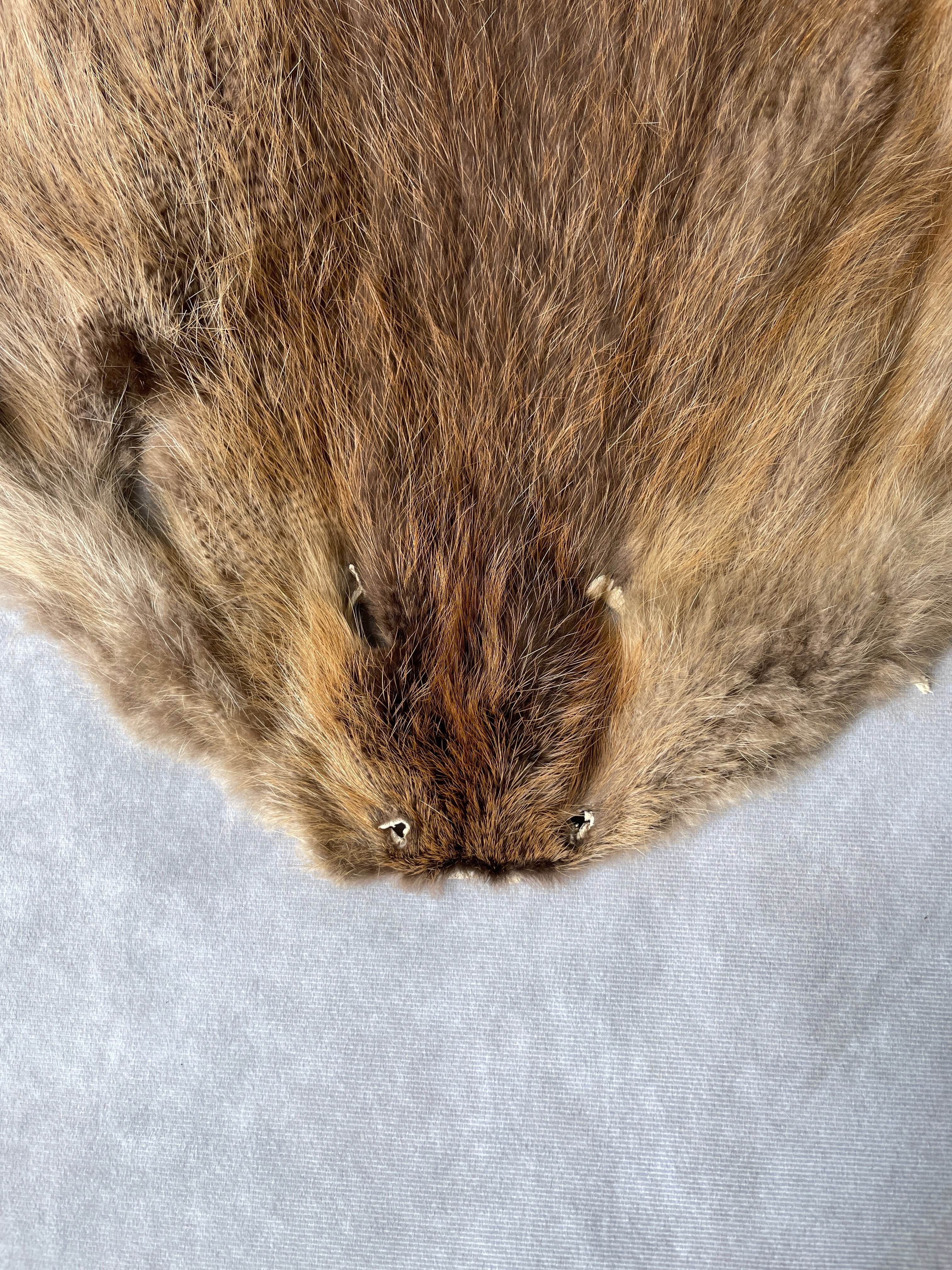 Specialty Skin - Beaver (Chinese)