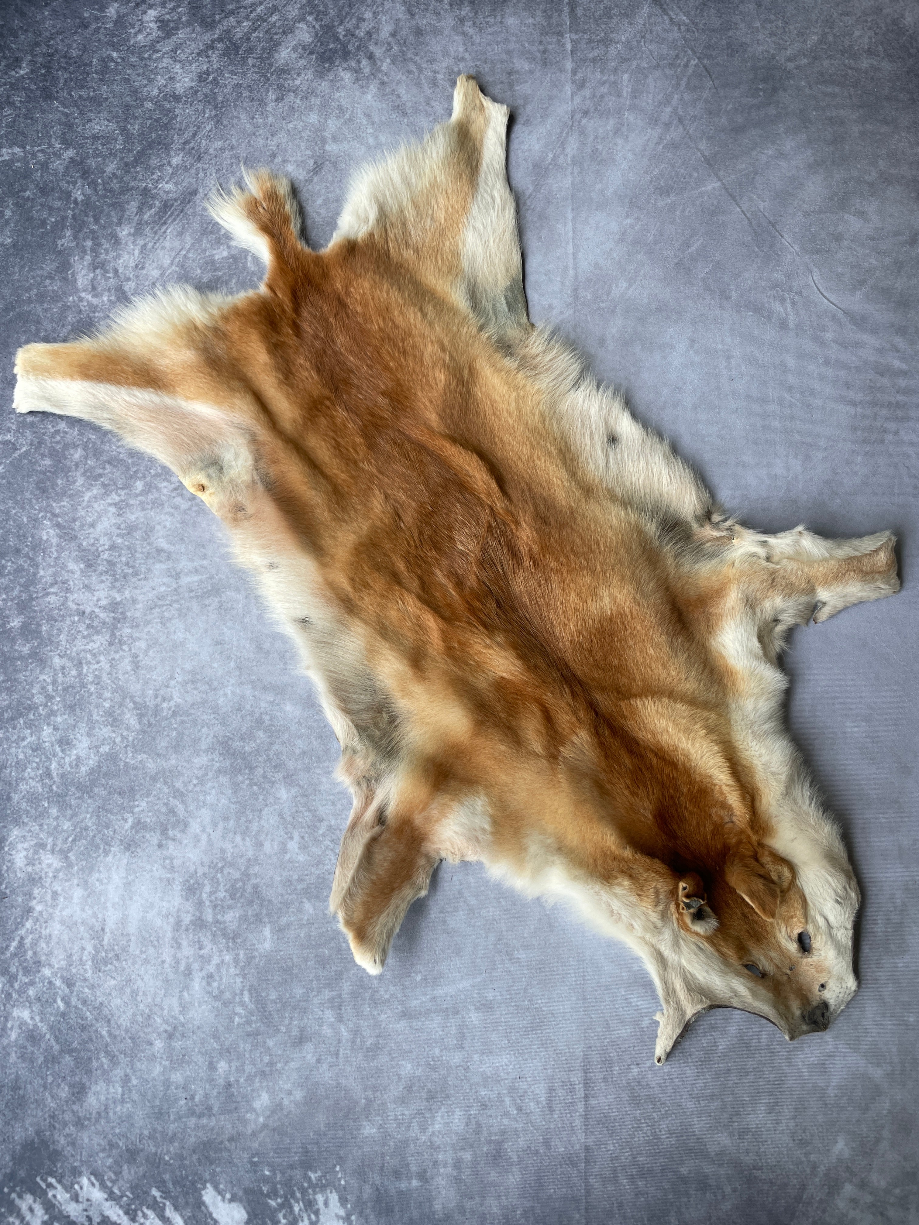 Specialty Skin - Dingo Skin/Wild Dog