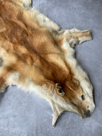 Specialty Skin - Dingo Skin/Wild Dog