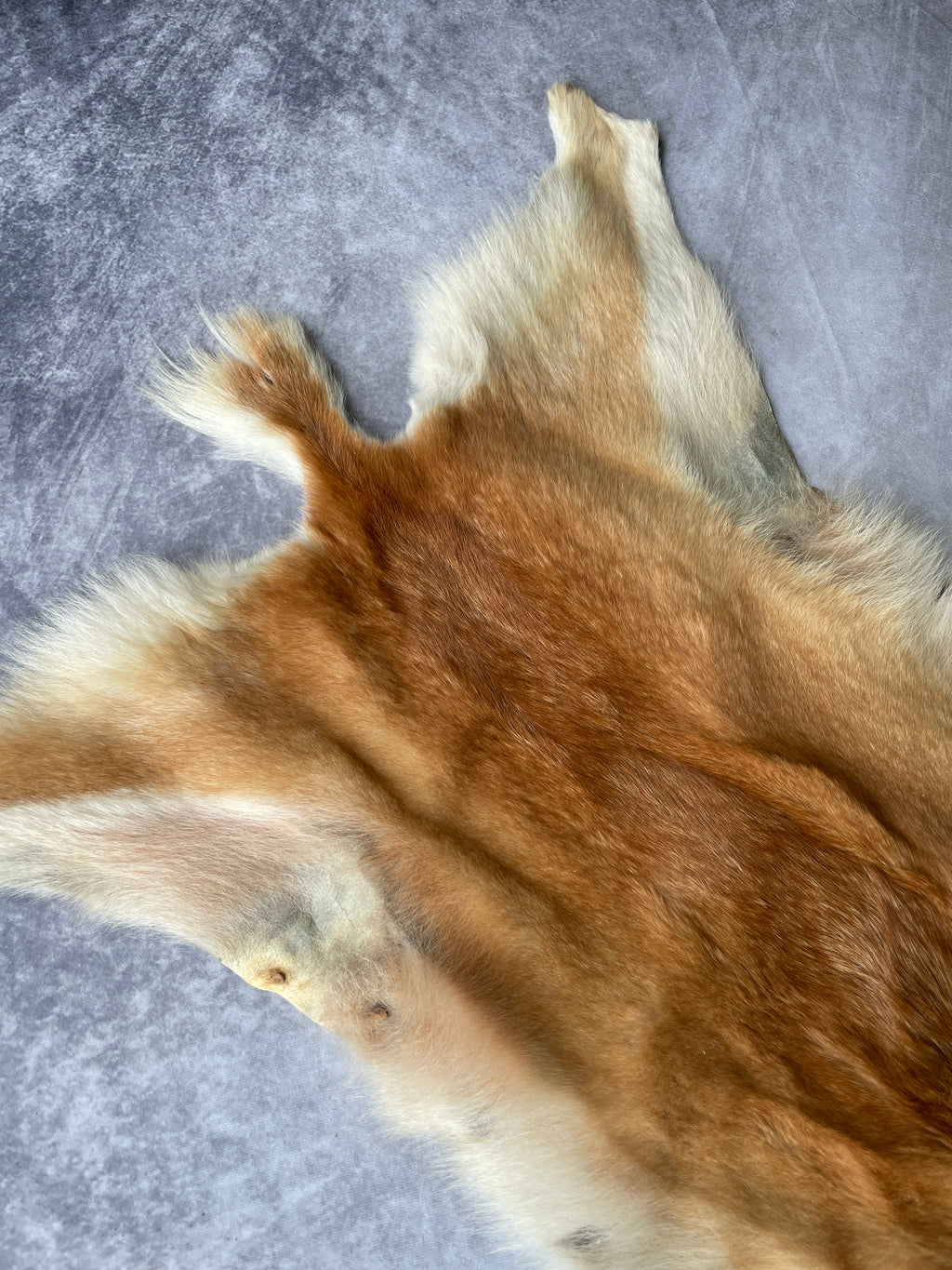 Specialty Skin - Dingo Skin/Wild Dog