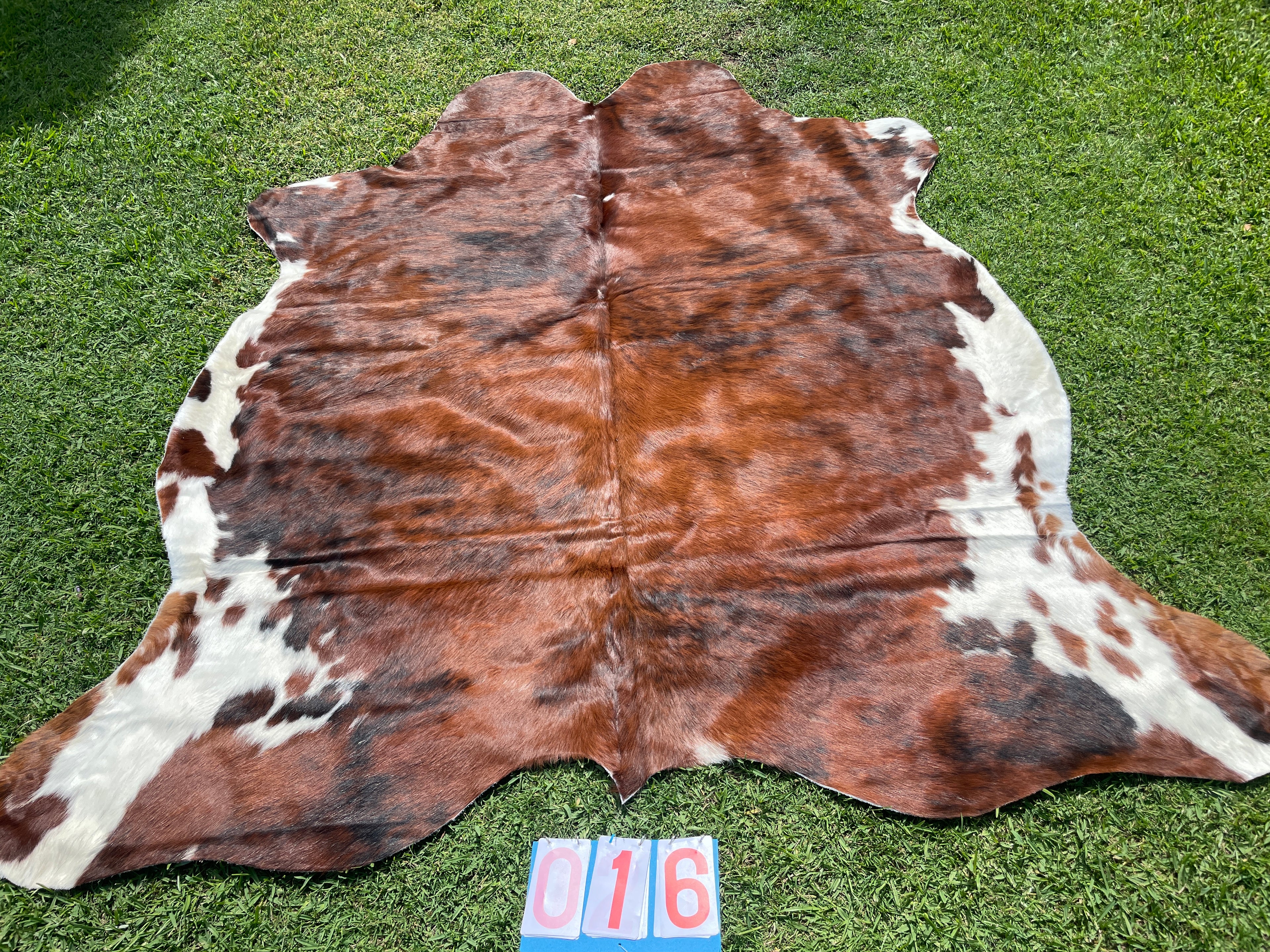 Cowhide 16 White Bellied Brindle