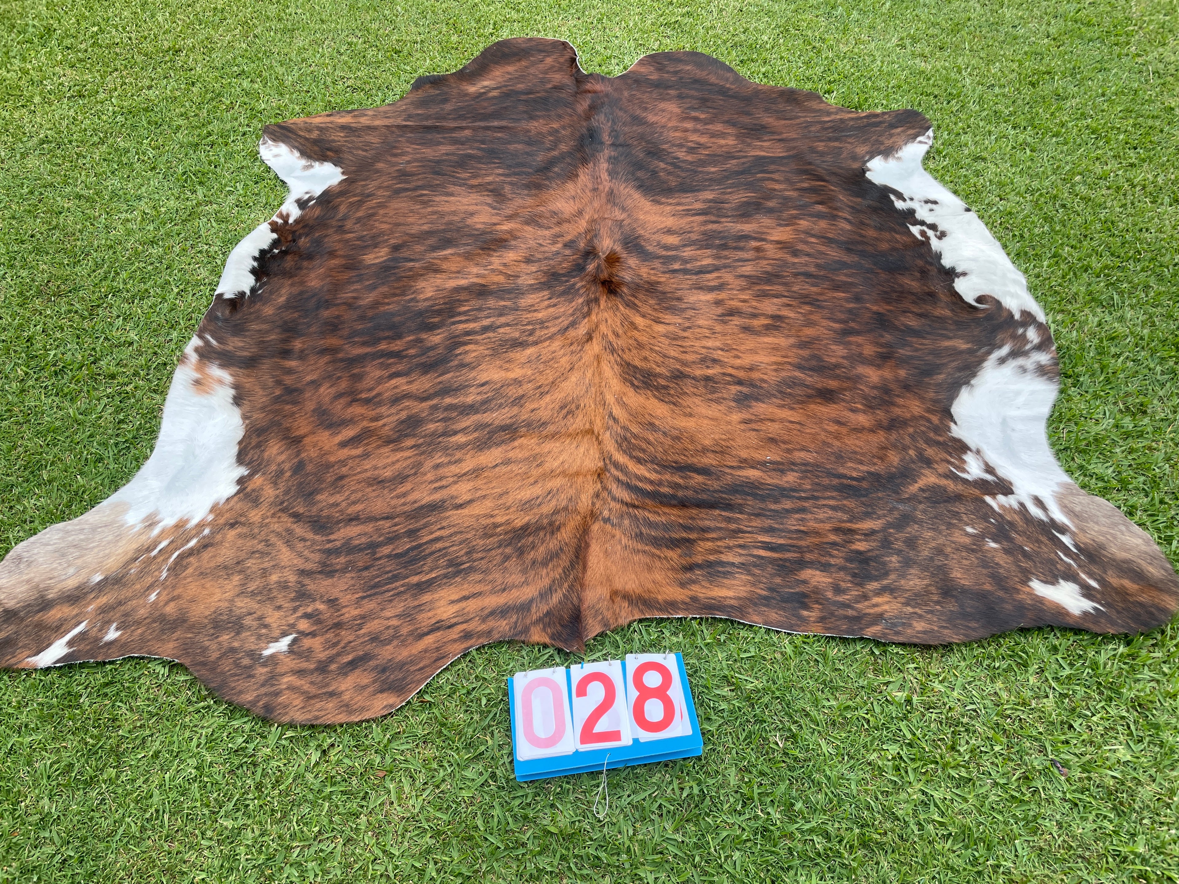 Cowhide 28 Brindle with  White Belly