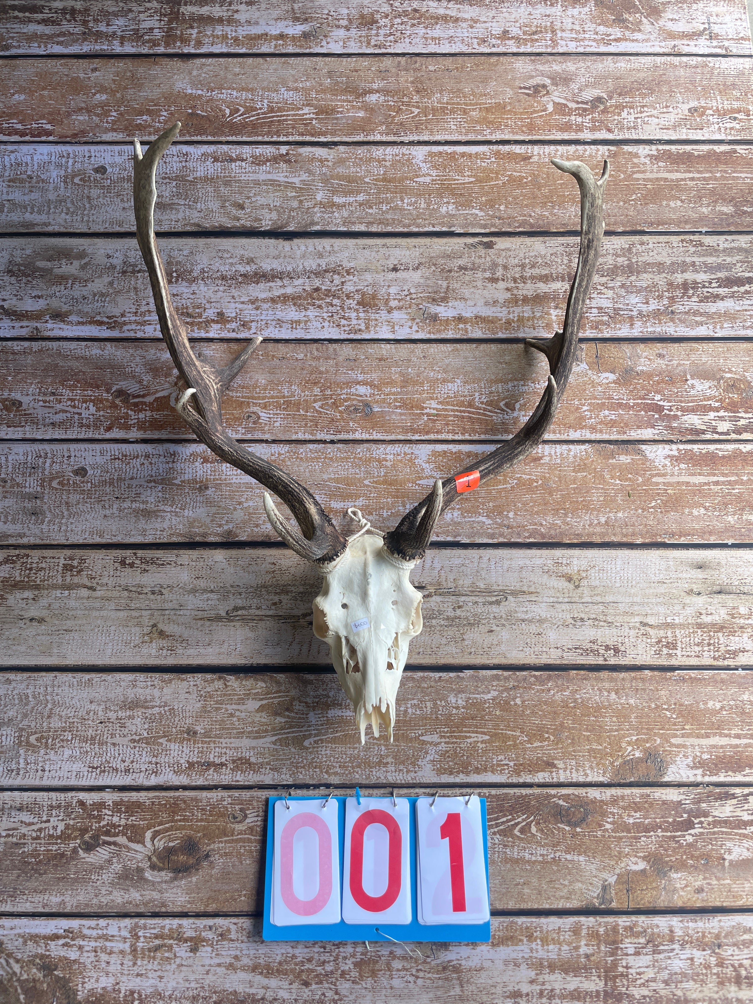 Antlers With Full Skull