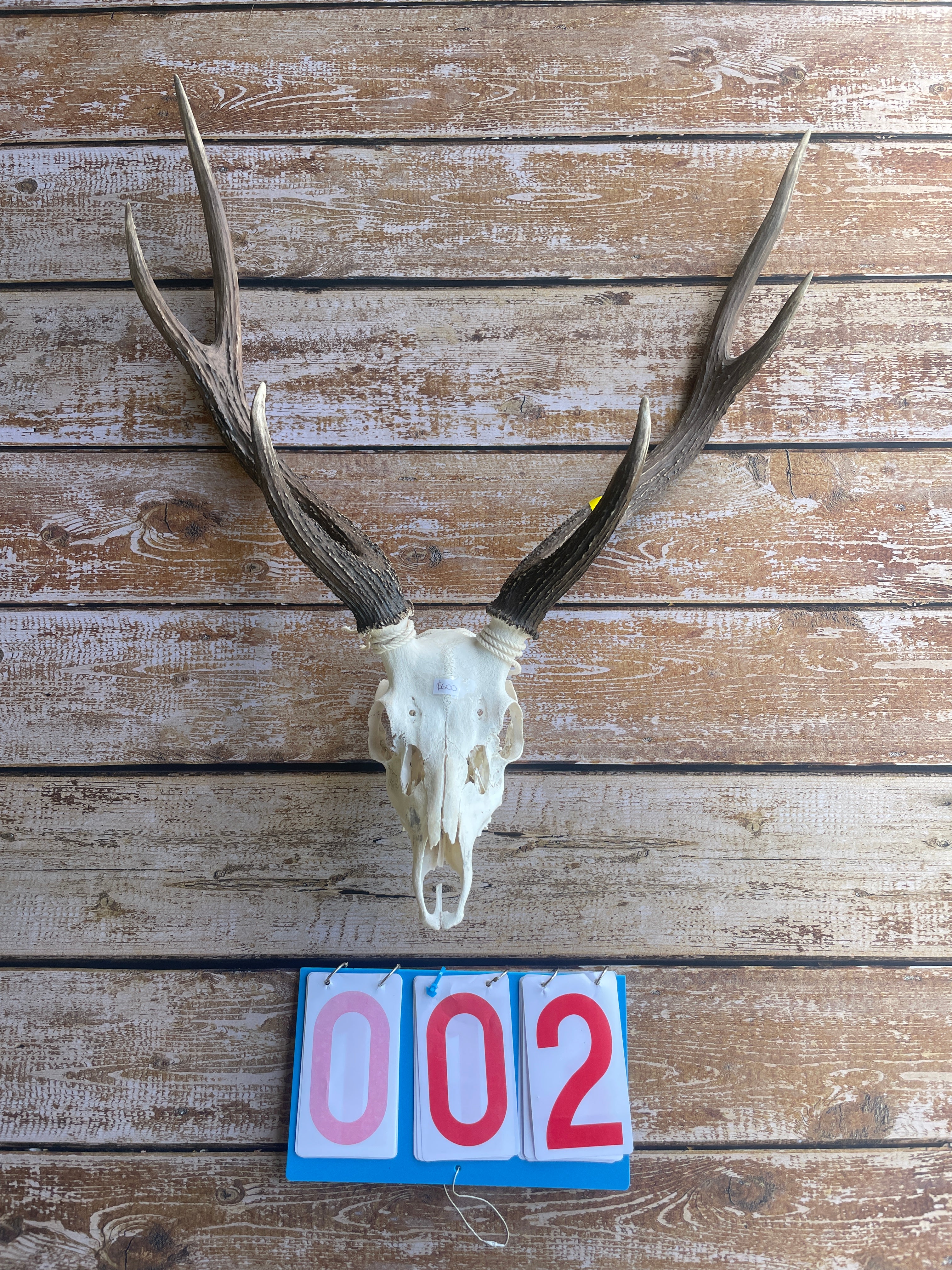 Antlers With Full Skull