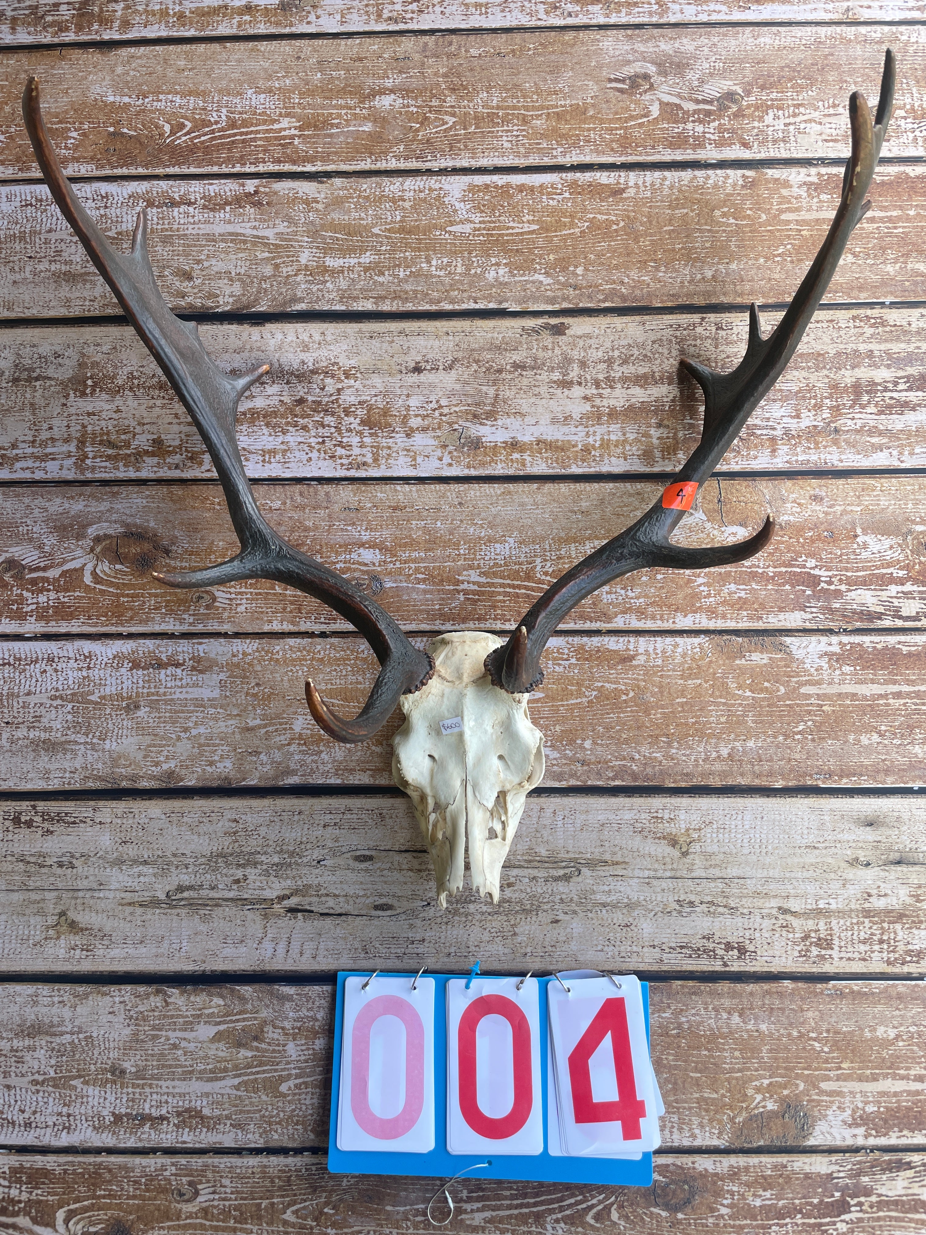 Antlers With Full Skull