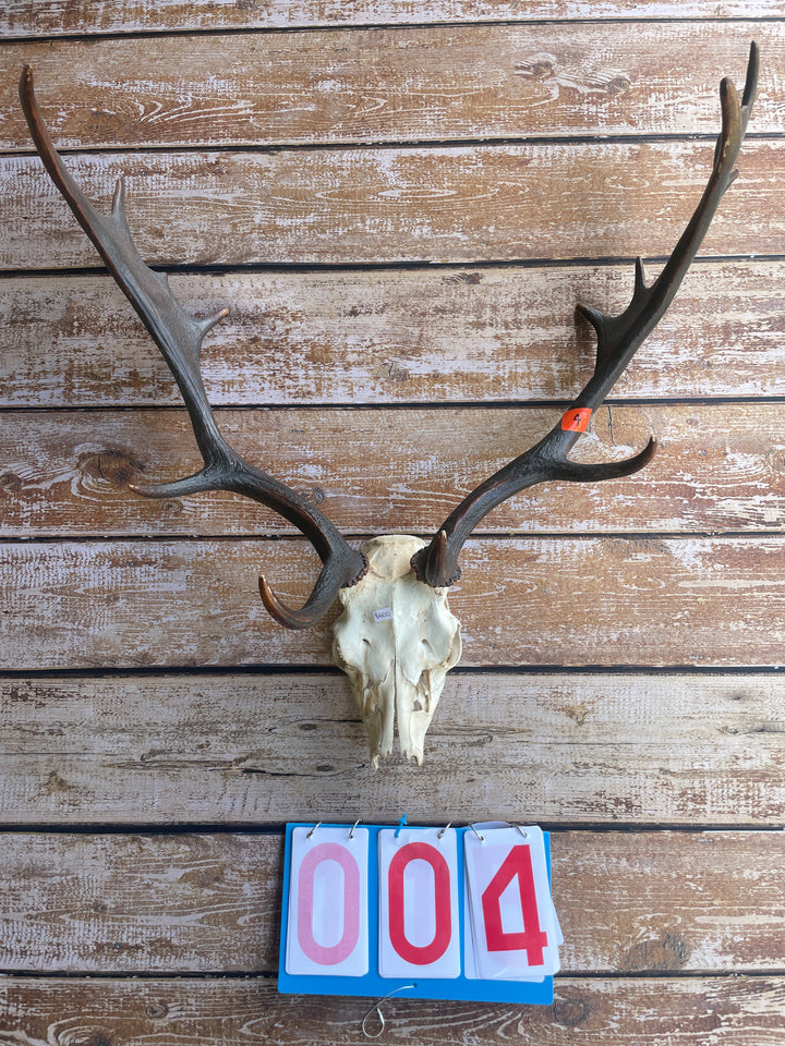 Antlers With Full Skull