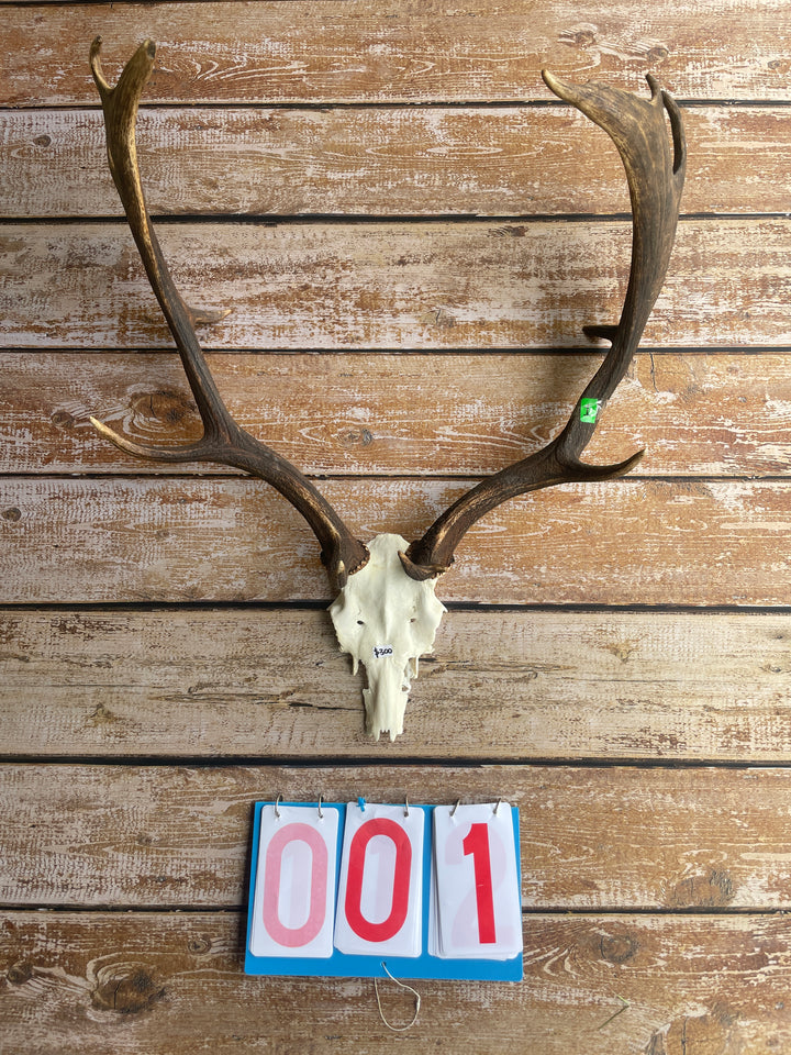 Antler Skull Caps