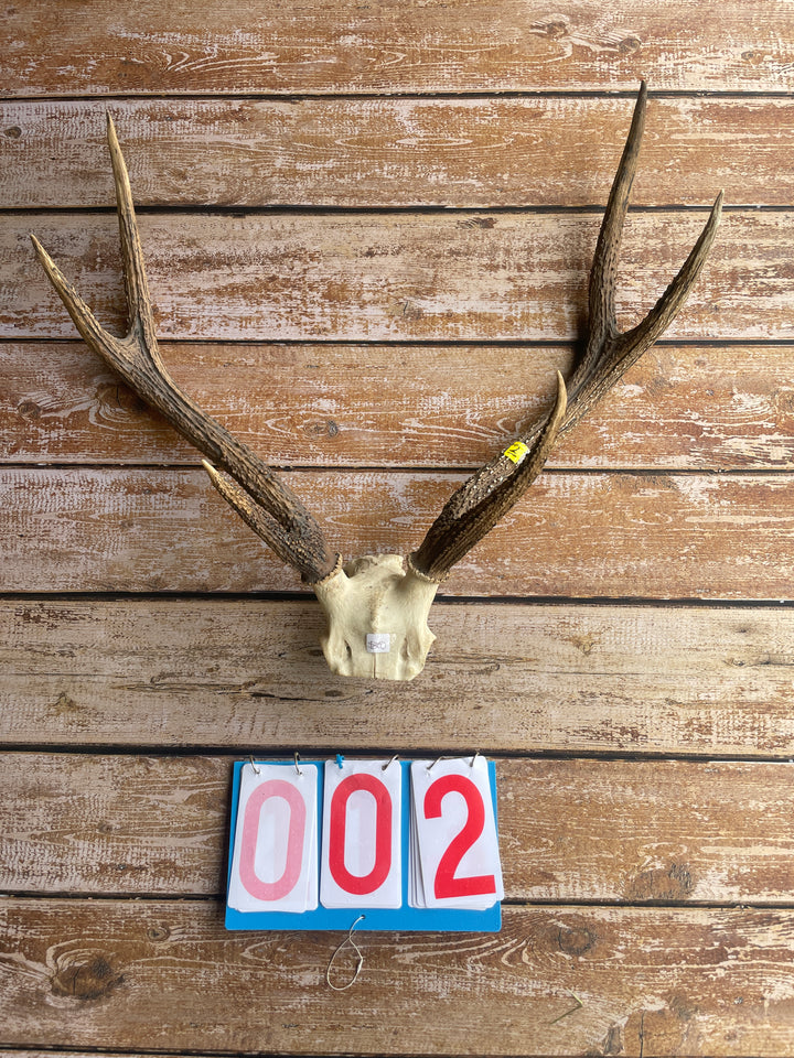 Antler Skull Caps