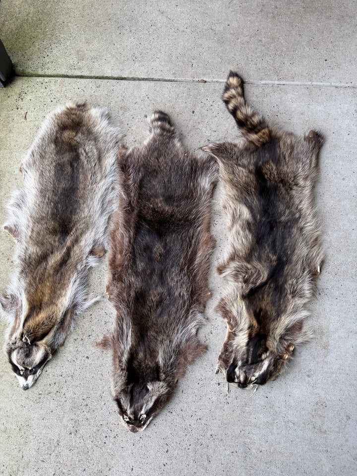Specialty Skin - Chinese Raccoon (Seconds)