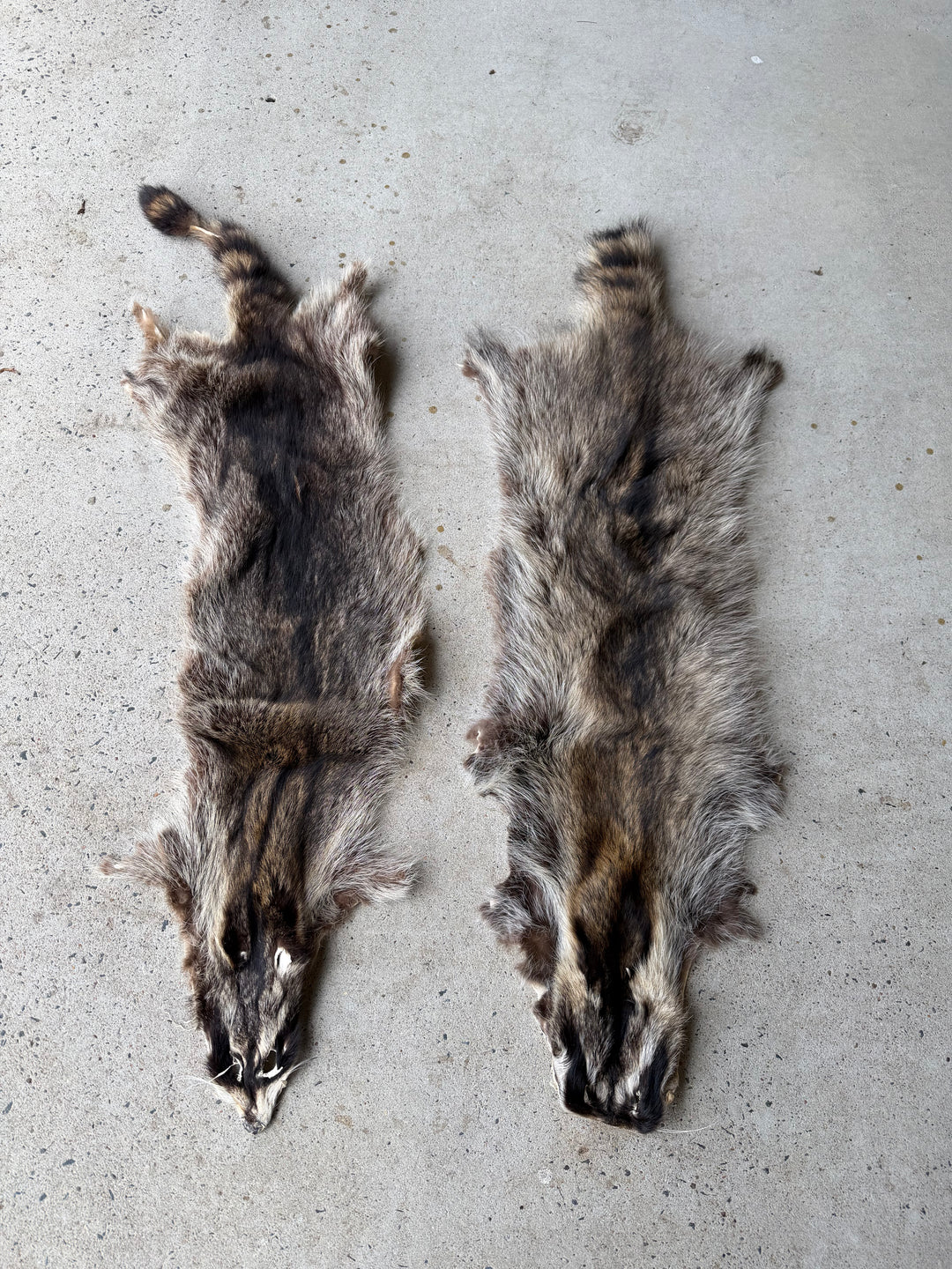 Specialty Skin - Chinese Raccoon (Seconds)