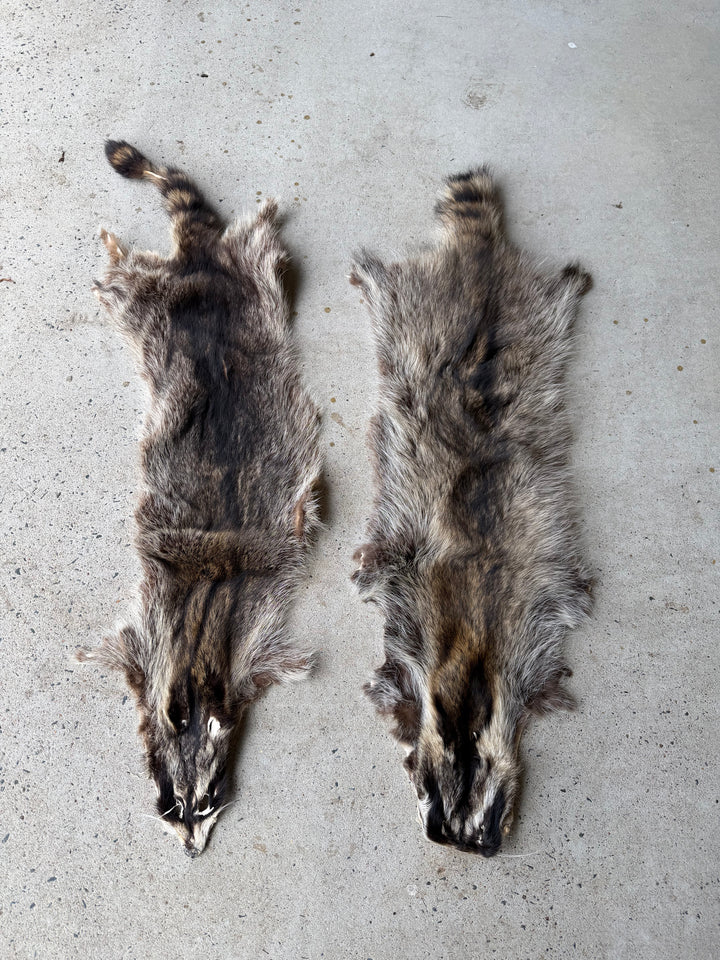 Specialty Skin - Chinese Raccoon (Seconds)