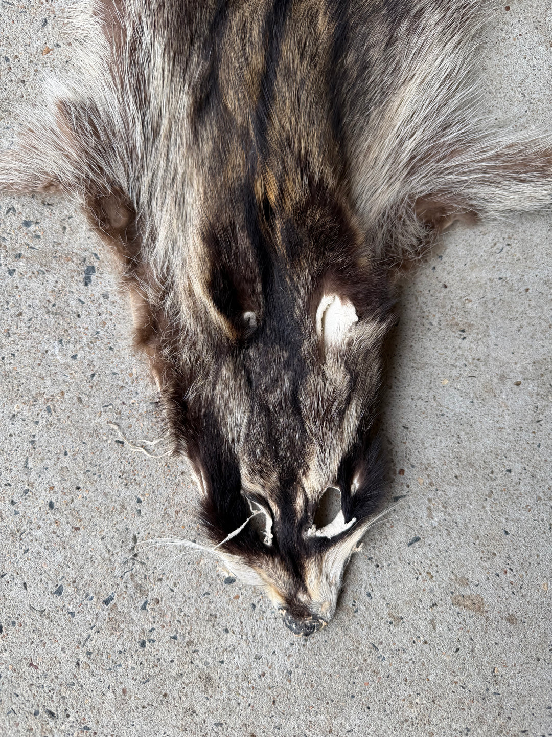 Specialty Skin - Chinese Raccoon (Seconds)