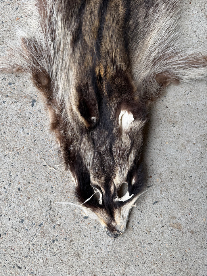 Specialty Skin - Chinese Raccoon (Seconds)