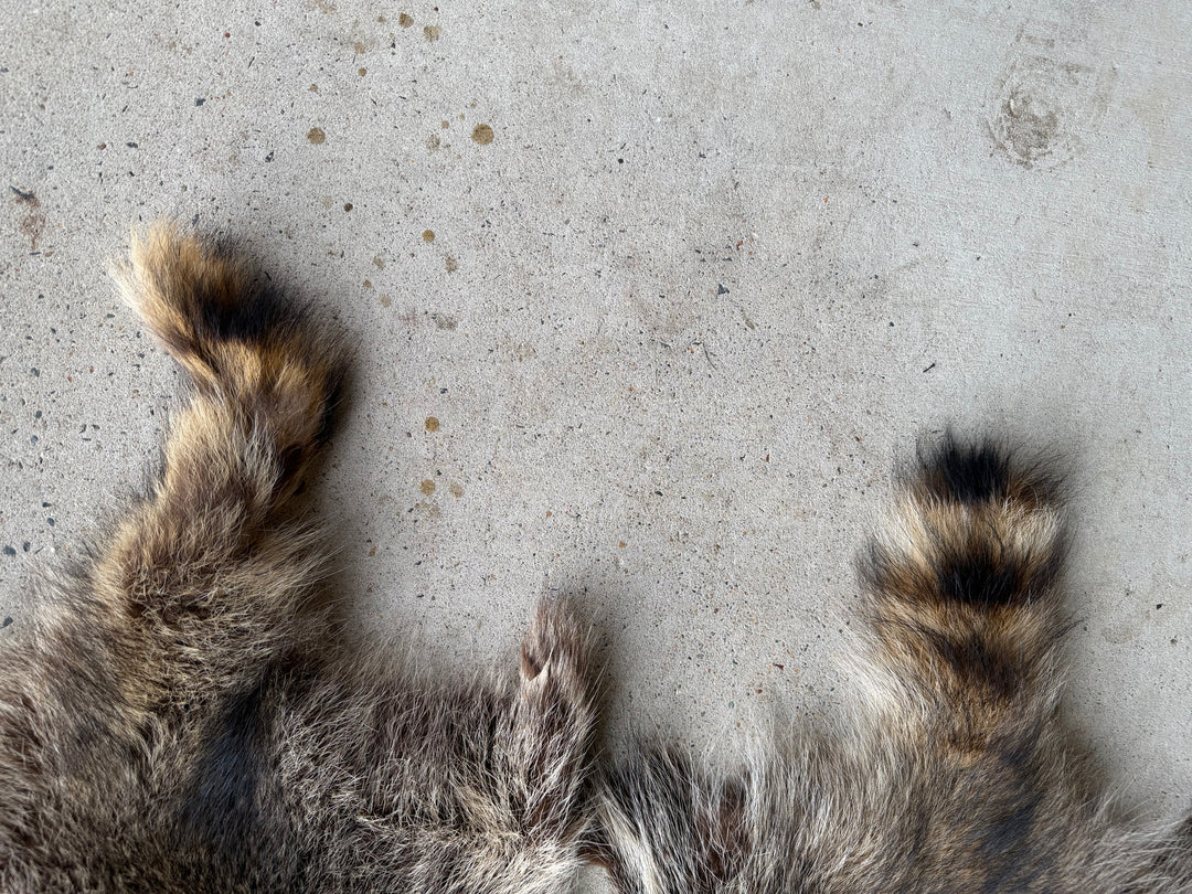 Specialty Skin - Chinese Raccoon (Seconds)