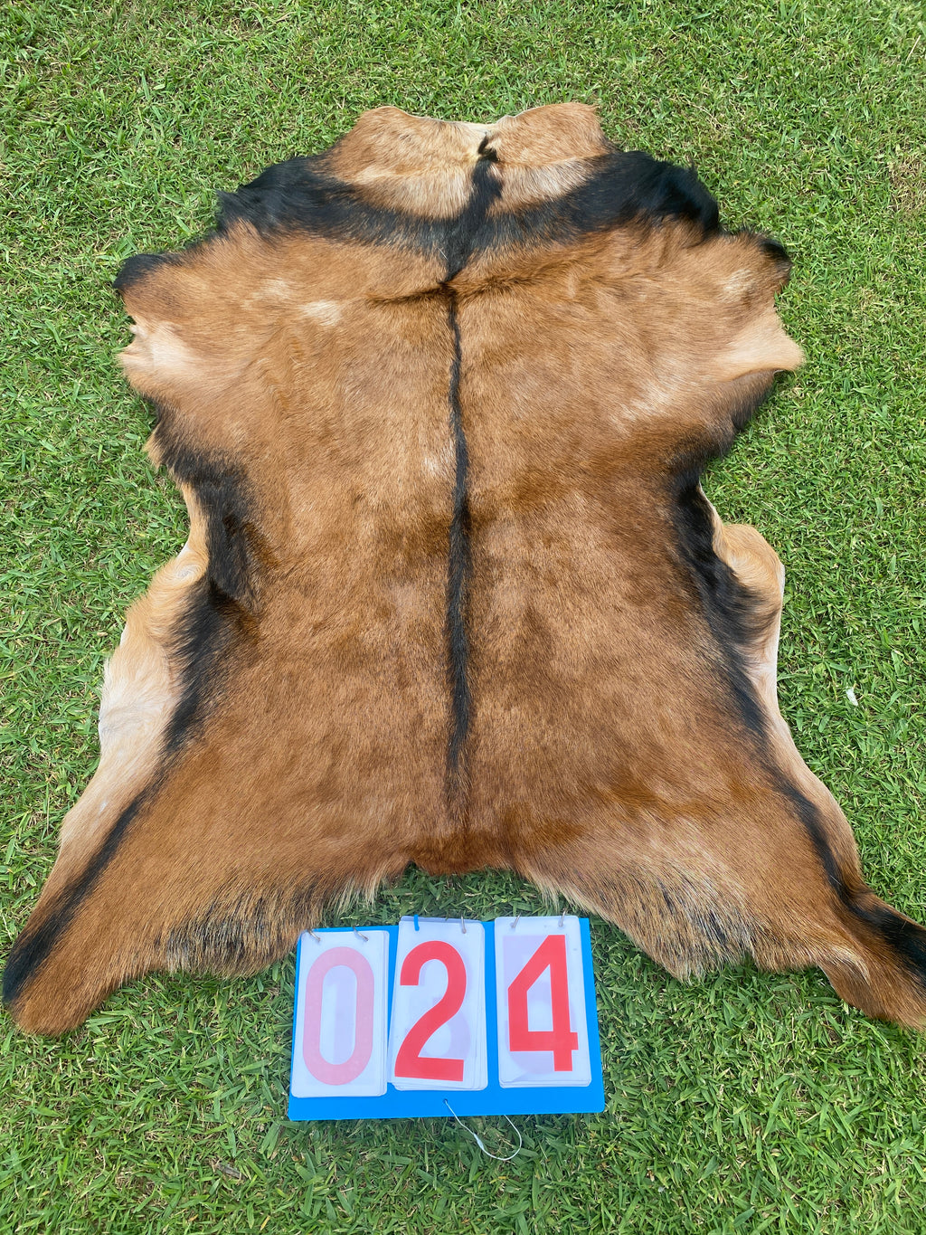 Specialty Skin - Goat