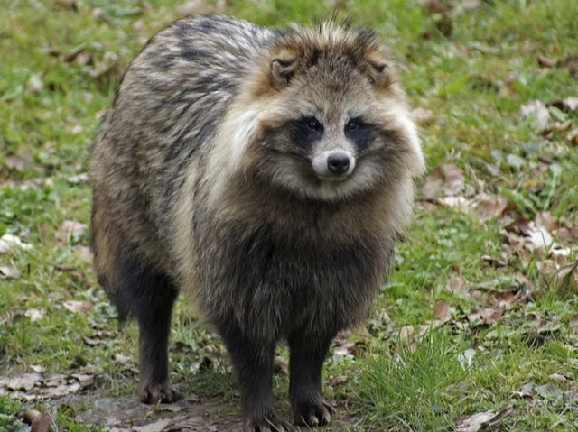 Specialty Skin - Raccoon dog