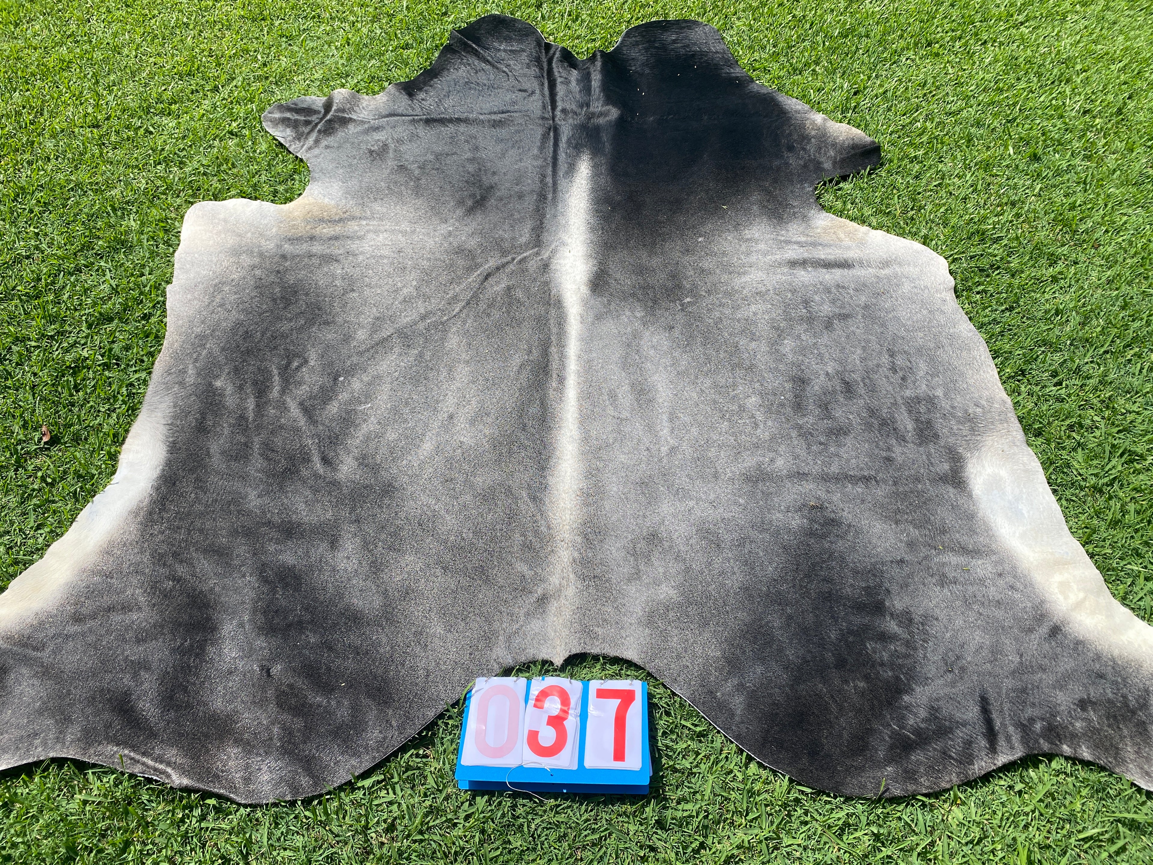 Cowhide 37 Spectacular Grey Brahman