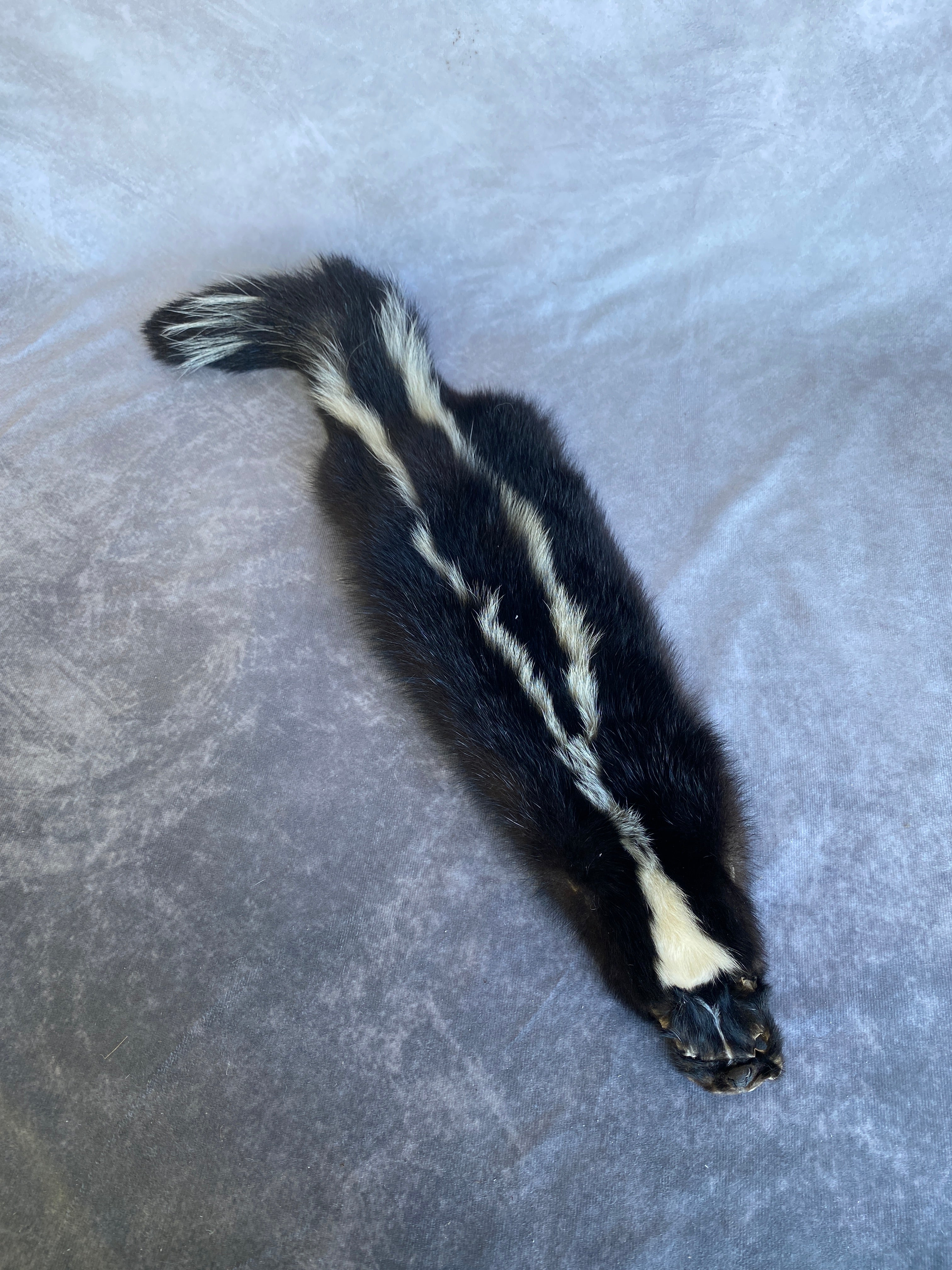 Specialty Skin - Skunk