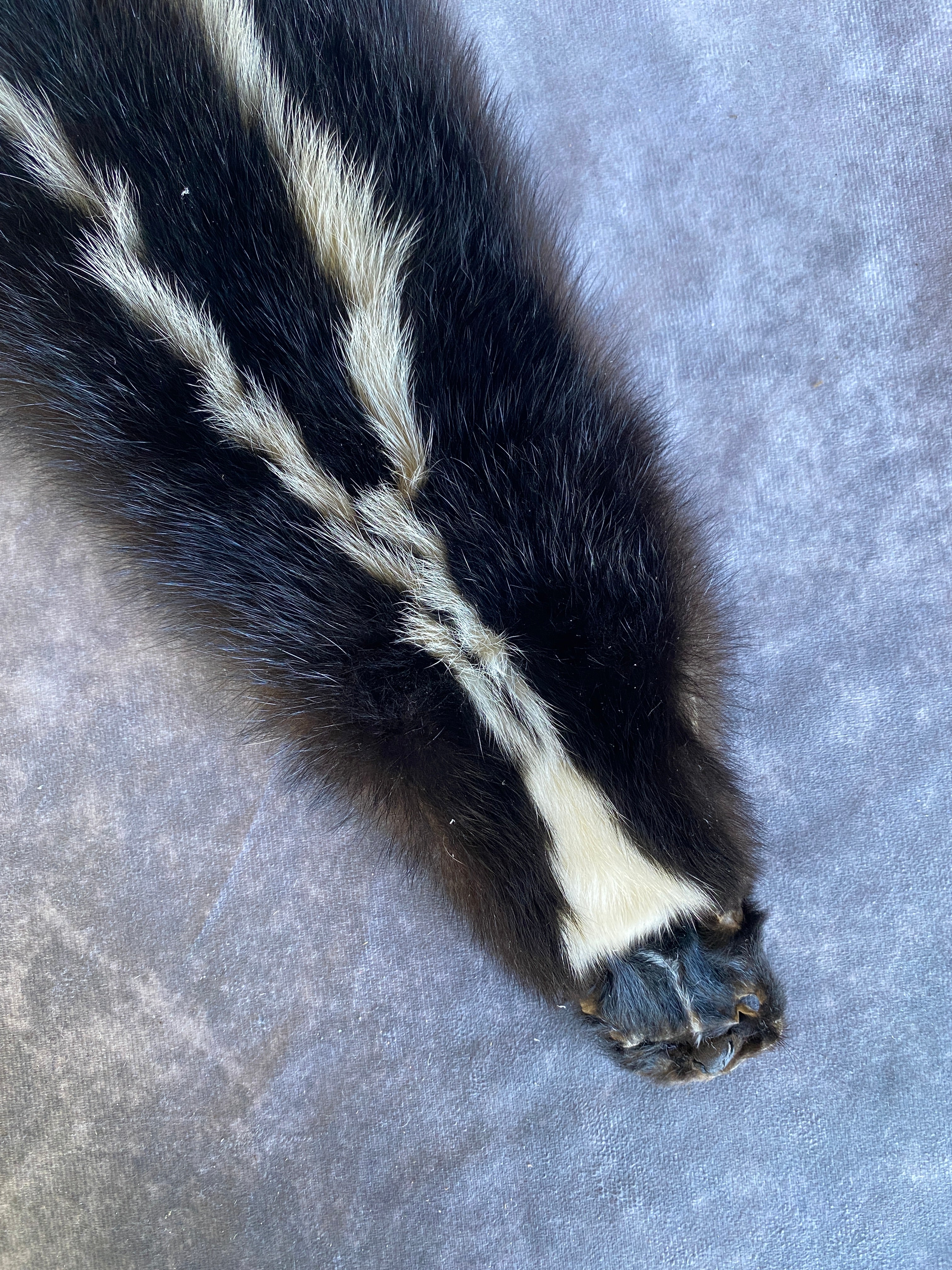 Specialty Skin - Skunk