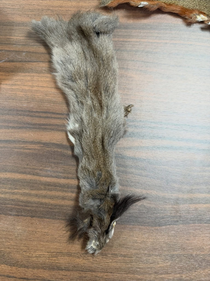 Specialty Skin - Squirrel